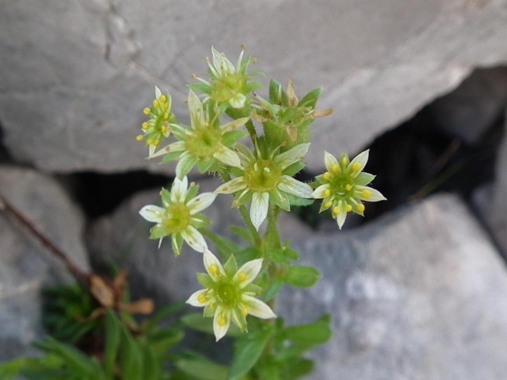 Saxifraga sedoides